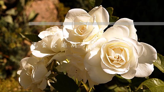 现金贷逾期可靠吗 现金贷逾期可靠吗