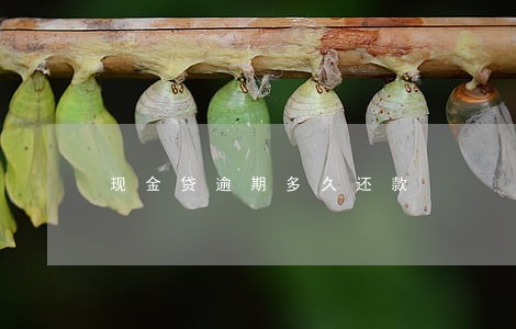 现金贷逾期多久还款 现金贷逾期多久还款