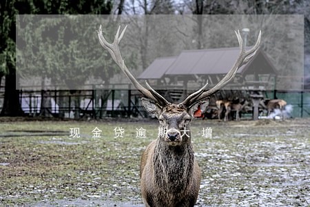 现金贷逾期大增