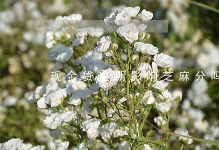 现金贷逾期影响芝麻分吗 现金贷逾期影响芝麻分吗