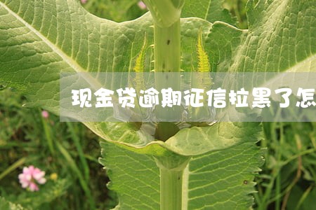 现金贷逾期征信拉黑了怎么办 现金贷逾期征信拉黑了怎么办