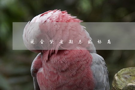 现金贷逾期怎么协商 现金贷逾期怎么协商
