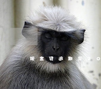 现金贷逾期率2019 现金贷逾期率2019