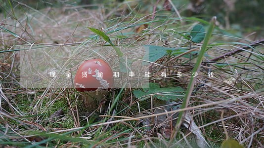 现金贷逾期率能有多少钱 现金贷逾期率能有多少钱