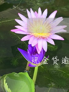 现金贷逾期罚息 现金贷逾期罚息