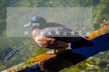 现金贷逾期过借不出了 现金贷逾期过借不出了