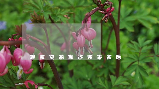 现金贷逾期还完本金后