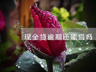 现金贷逾期还能借吗 现金贷逾期还能借吗