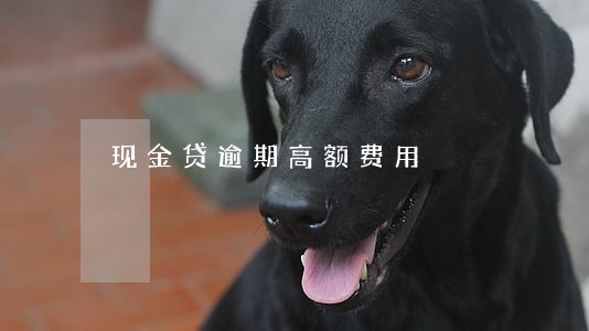 现金贷逾期高额费用 现金贷逾期高额费用