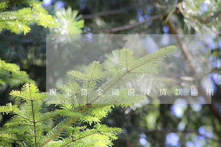 现金贷金融说我贷款逾期了 现金贷金融说我贷款逾期了