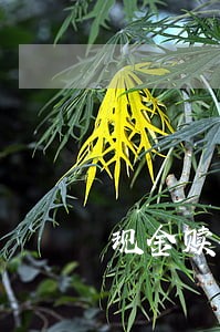 现金赎楼业主有逾期 现金赎楼业主有逾期