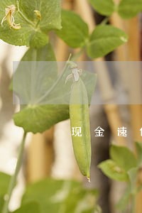 现金速借逾期多久