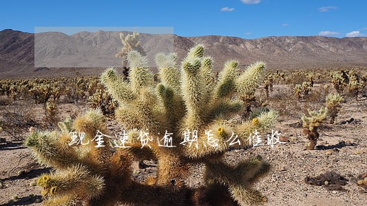 现金速贷逾期怎么催收 现金速贷逾期怎么催收