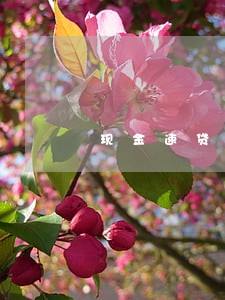 现金速贷逾期能协商吗 现金速贷逾期能协商吗