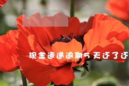 现金速递逾期5天还了还能借吗 现金速递逾期5天还了还能借吗