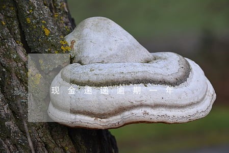 现金速递逾期一年 现金速递逾期一年