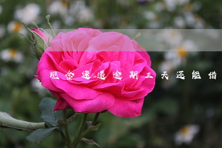 现金速递逾期三天还能借吗 现金速递逾期三天还能借吗