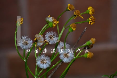现金速递逾期咋办 现金速递逾期咋办