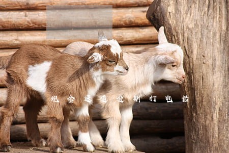 现金速递逾期打电话 现金速递逾期打电话