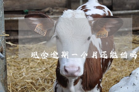 现金逾期一个月还能借吗