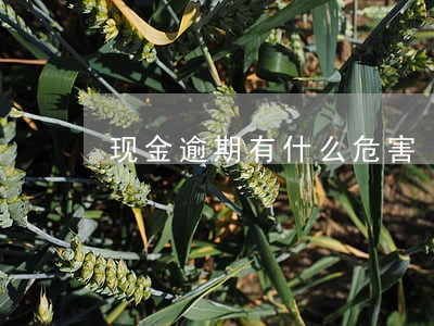 现金逾期有什么危害 现金逾期有什么危害