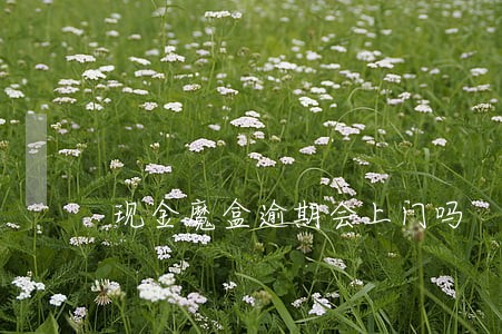 现金魔盒逾期会上门吗 现金魔盒逾期会上门吗
