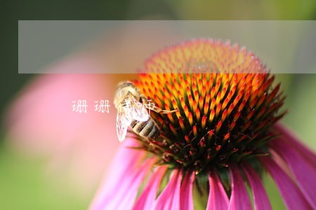 珊珊律师 珊珊律师