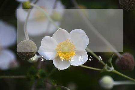 珠宝e贷逾期后果 珠宝e贷逾期后果