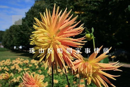 珠山区婚姻家事律师 珠山区婚姻家事律师
