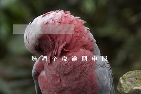 珠海个税逾期申报 珠海个税逾期申报