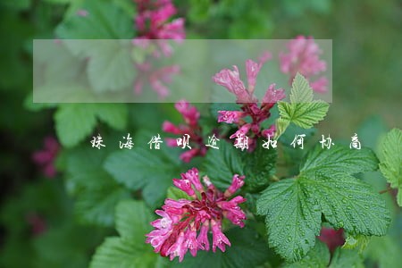 珠海借呗逾期如何协商 珠海借呗逾期如何协商