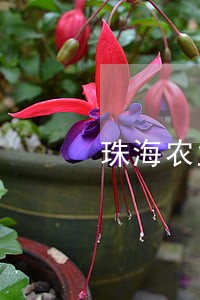 珠海农业银行信用卡逾期起诉