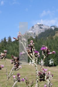 珠海前山司法局电话 珠海前山司法局电话