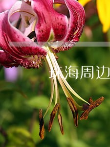 珠海周边重大刑事案律师多少钱 珠海周边重大刑事案律师多少钱