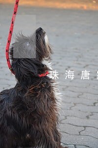 珠海唐家机动车违法处理点 珠海唐家机动车违法处理点