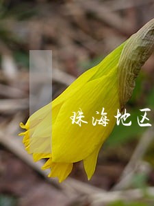 珠海地区房地产律师推荐 珠海地区房地产律师推荐