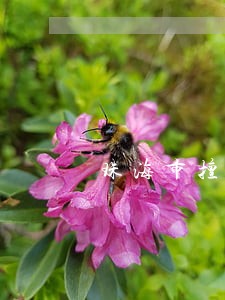珠海市擅长二审律师哪里找 珠海市擅长二审律师哪里找