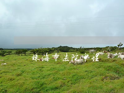 珠海市法院审理 珠海市法院审理