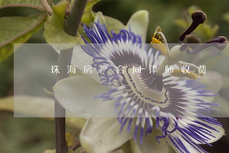 珠海房产合同律师收费 珠海房产合同律师收费