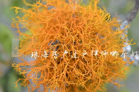 珠海房产过户律师哪个好 珠海房产过户律师哪个好