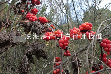珠海房产过户律师找谁 珠海房产过户律师找谁