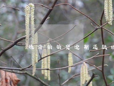 珠海拍拍贷逾期还款协商