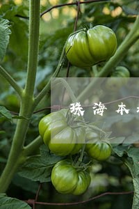珠海本地专业婚姻家庭律师 珠海本地专业婚姻家庭律师