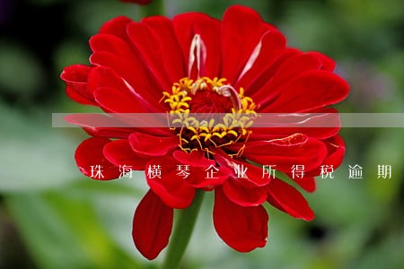 珠海横琴企业所得税逾期 珠海横琴企业所得税逾期