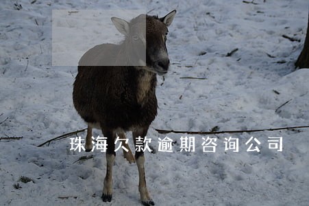 珠海欠款逾期咨询公司