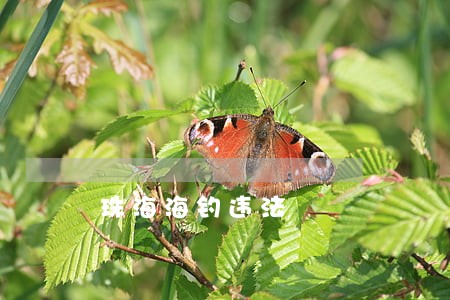 珠海海钓违法 珠海海钓违法