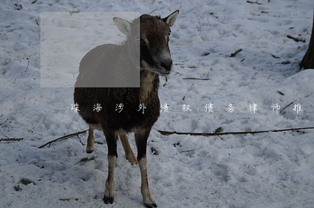珠海涉外债权债务律师推荐 珠海涉外债权债务律师推荐