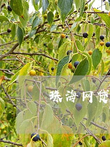 珠海网贷逾期 珠海网贷逾期
