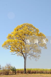珠海美团借款逾期处理方法 珠海美团借款逾期处理方法