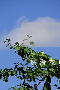 珠海花呗逾期怎么跟银行协商 珠海花呗逾期怎么跟银行协商